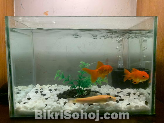 Aquarium Full setup for sale